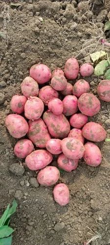 50Kg Pukhraj Potato