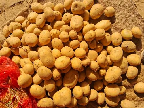 Yellow A Grade Chipsona Potato, Packaging Size: 50 kg