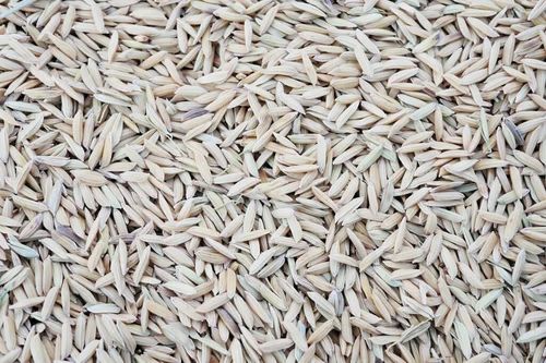 1509 Basmati Paddy Rice