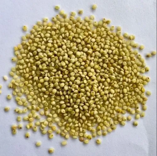 Light Brown 25Kg Foxtail Millet, High in Protein