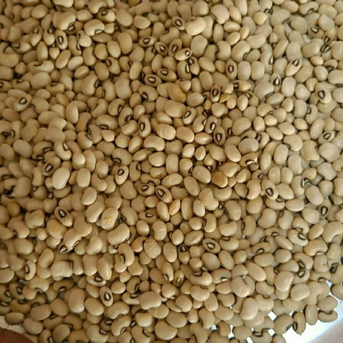 White Lobia Dal Alsandi 10Kg