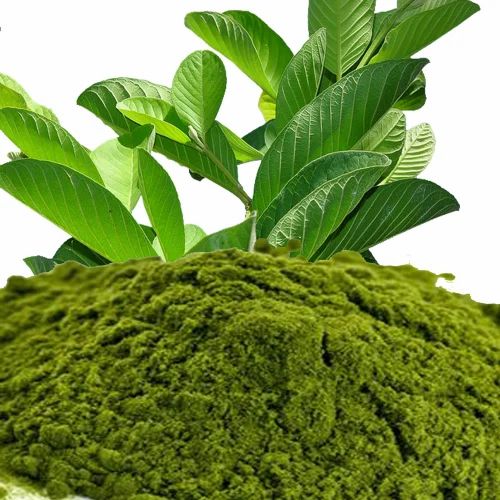 Amrud Leaf Powder, Packaging Type: Bag, Packaging Size: 10 kg