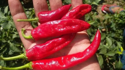 A Grade Dry Red Chilli, Pan India, Packaging Size: 10 Kg
