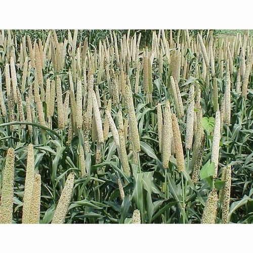 Brown Bajra Pearl Millet, Pennisetum Glaucum, High in Protein