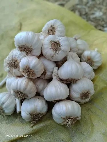 A Grade Garlic, Packaging Size: 50 Kg, Garlic Size: 55 mm