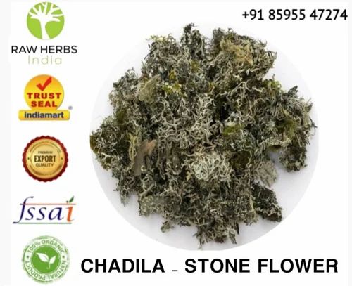 CHADILA - STONE FLOWER - PATTHAR PHOOL - DAGAD PHOOL - PARMELIA PERLATA
