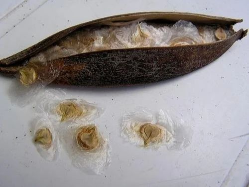 African Tulip Tree Seeds (100g)