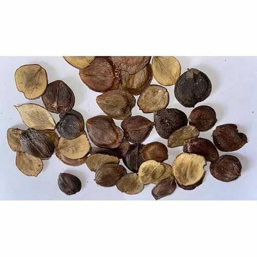 Nyctanthes Arbor parijata Seed
