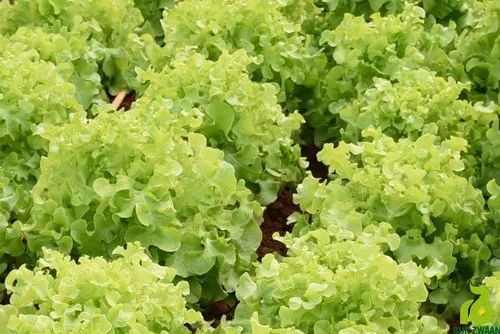 Green A Grade KRISTINE RZ (83-37) Oakleaf, 5 Kg