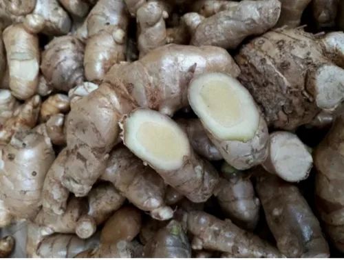 Fresh White Turmeric Amba Haldi, Slices
