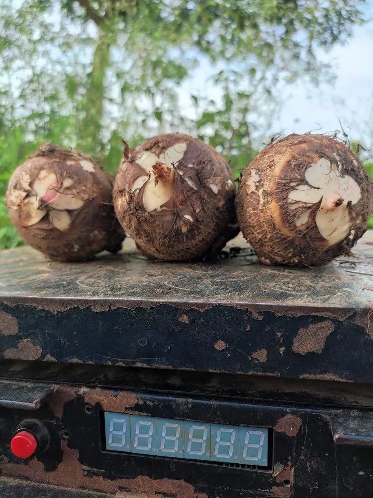 Black Tara Root