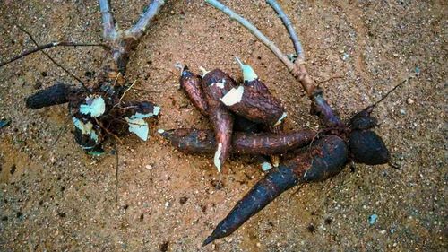 Sweet Potatoes B Grade Fresh Tapioca Roots, Packaging Type: Gunny Bag, Packaging Size: 10tons