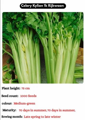 Celery Kylian Seeds Rijikwaan