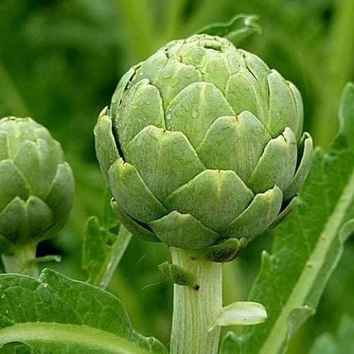 Artichoke Green Globe Exotic Vegetable Seeds
