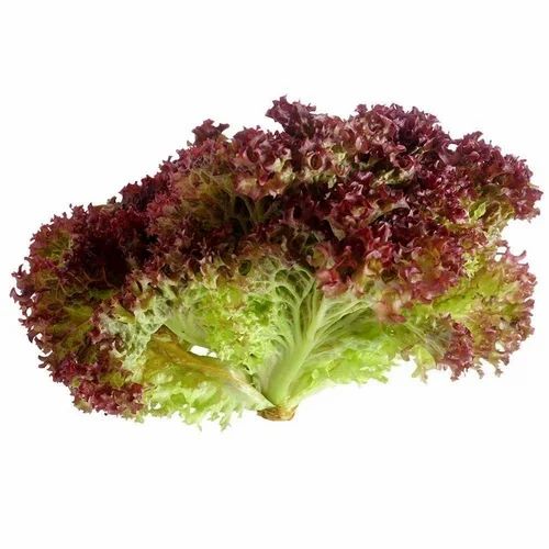 Pesticide Free (for Raw Products) A Grade Lollo Rosso Brown Lettuce, Loose