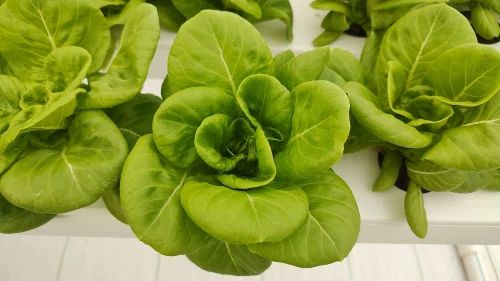 Pesticide Free (for Raw Products) A Grade Green Butterhead Lettuce, Loose