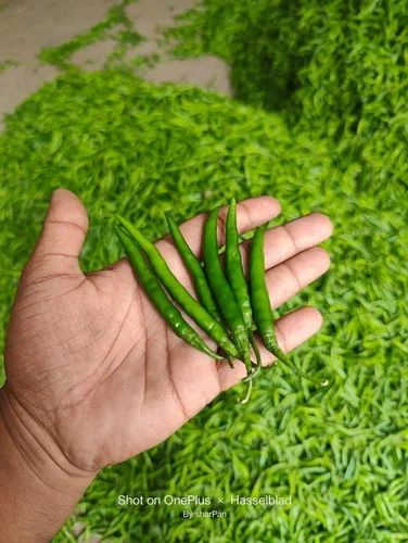 Fresh Gauri Green Chilli, G4, 5 Kg