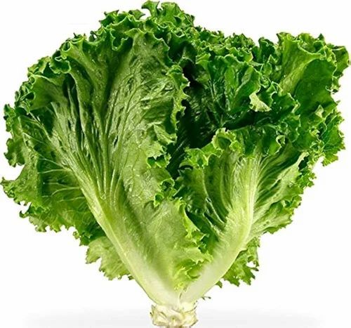 Green Organic Lettuce Leaf