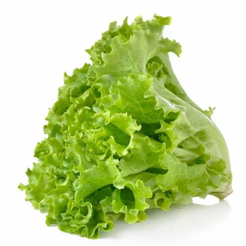 Green Lollo Rosso Lettuce