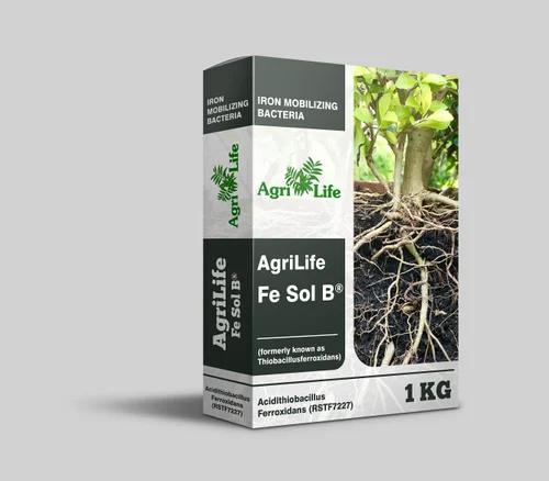 Acidithiobacillus ferrooxidans - Fe Sol B