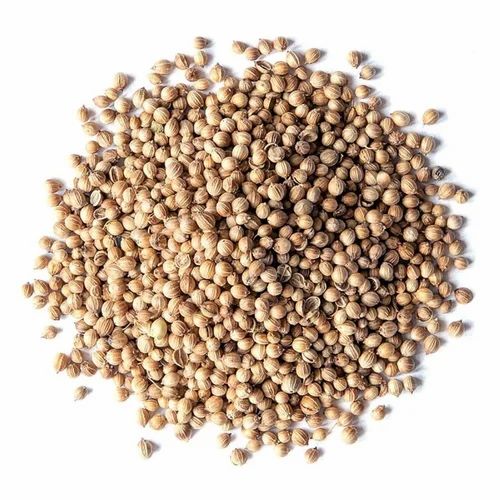 Fresh Organic Coriander Seeds