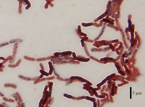 Rajvi Bacillus Megaterium, Packaging Size: 25 kgs, Pack Size: 25 kg