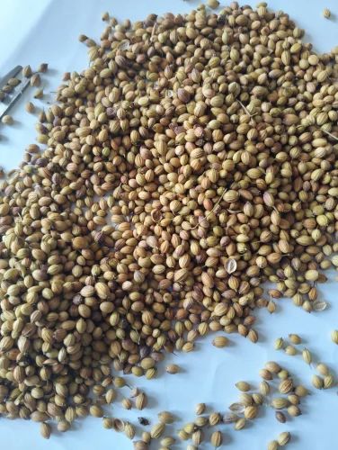 Scooter Coriander Seeds Dhaniya, Packaging Type: PP Bag, 25 Kg