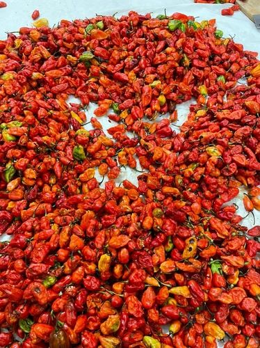 Fresh Naga King Chilli