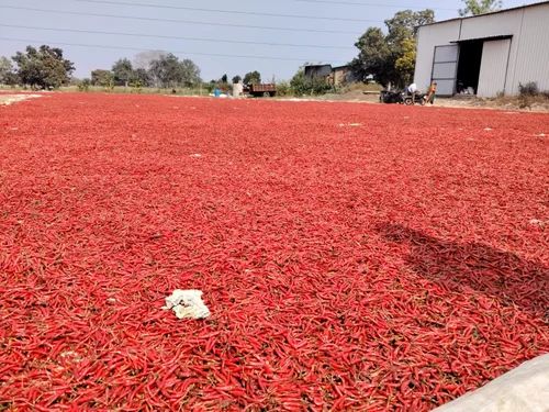 Teja Red Chilli, Deluxe
