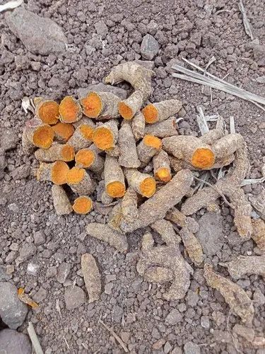 Unpolished Turmeric Finger
