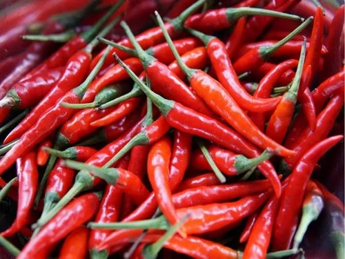 Teja Red Chilli