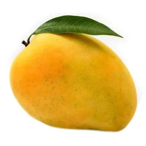 Fresh Kesar Mango