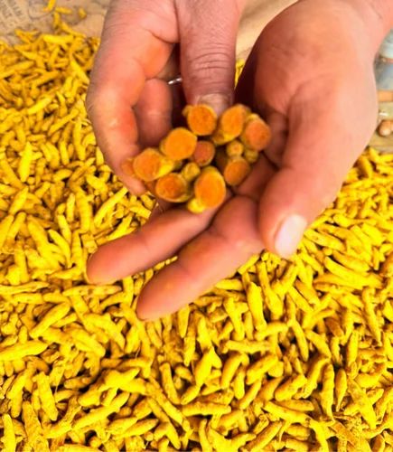 Turmeric Finger Nizamabad/Salem