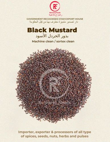 Black Mustard