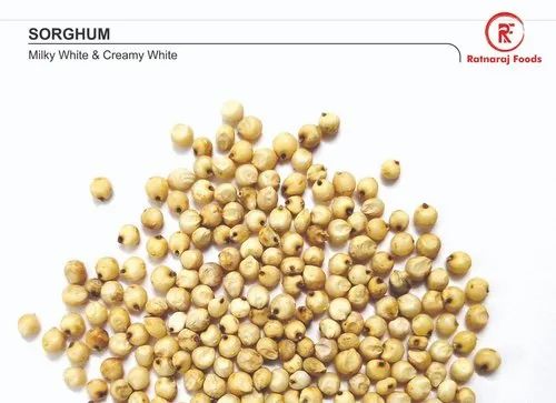 White Jowar Sorghum, Food Grade
