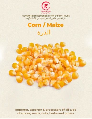 Yellow Corn Maize, Hybrid, For Starch Production