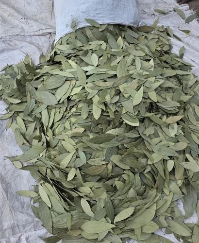 Bay Leaf Tej Patta, Premium