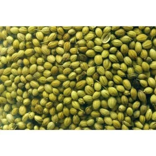 Indian Coriander Seed Double Parrot (Sortex Clean, Whole Seeds, Green)