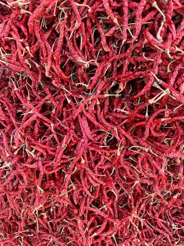 5531 / Syngenta Byadgi Chilli