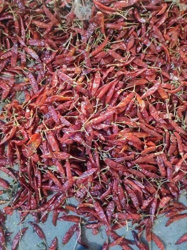Syngenta 5531 Fatki Dry Red Chilli, With Stem