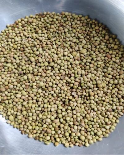 Fresh Coriander Seeds