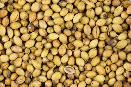 Organic Whole Coriander Seed PP Bag (30kg)