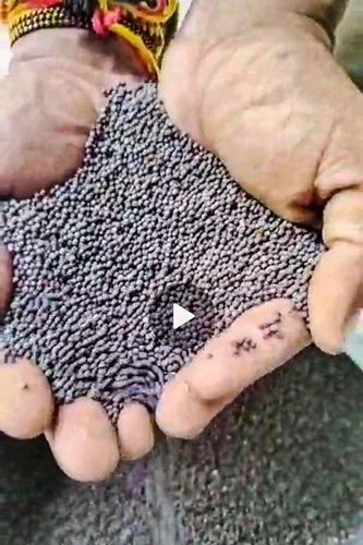 Black Mustard Seeds