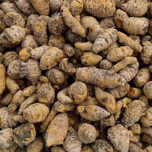 Curcuma Longa Fresh Turmeric Root