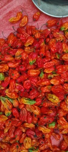 Naga King Chilli, Fresh