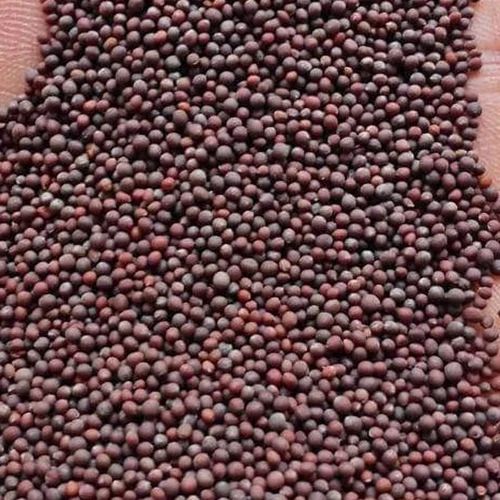 Organic Mustard Seeds