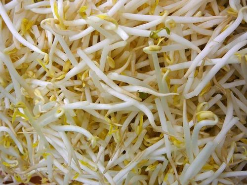 White Moth Bean Sprouts