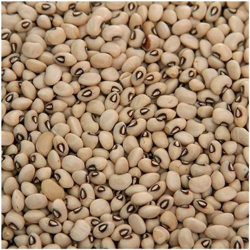 Organic lobia(cowpea) black eye bean