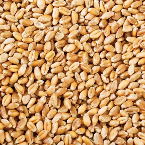 Brown 25 Kg organic Shree Ram Wheat