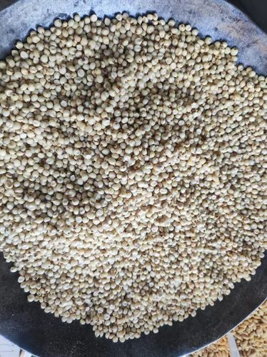 Karnataka famouse white sorghum ,sorghum javahar